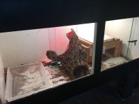cage2.jpg