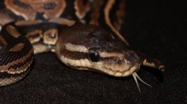 CINNAMON FEMALE (1).jpg
