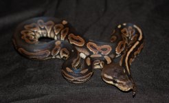 CINNAMON FEMALE (3).jpg