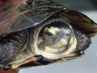 Crassicolis19a.jpg