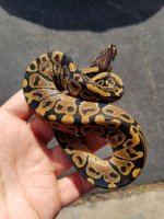 dh ultra pied2.jpg