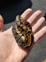 leopard dh ultrapied.jpg