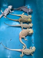 bearded dragons eating.jpg