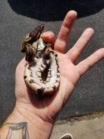 dh ultra pied 3.jpg