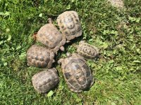 IMG_5268.JPEG