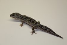IMG_5670.jpg