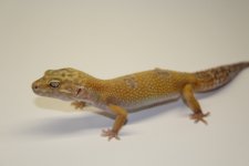 IMG_5685.jpg