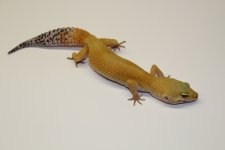IMG_5668.jpg