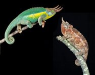 pair.jpg