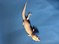 IMG_5930.jpg