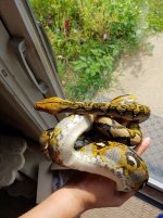 retic.jpg