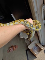 retic2.jpg