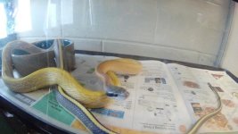 Cave Dwelling Rat Snake #2.jpg