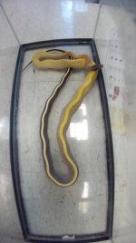 Cave Dwelling Ratsnake #1.jpg