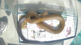 Black Tail Cribo #1.jpg