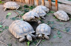 tortoises.jpg