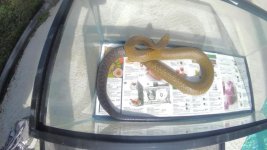 Black Tail Cribo #3.jpg