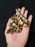 Pastel het vpi.jpg