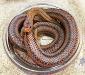 20180608_Bairds_Soliel_sm.jpg