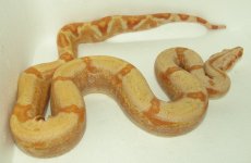 f4 17.jpg