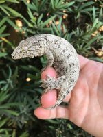 leachie.jpg