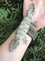 leachie1.jpg
