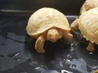 albinopic5.jpg