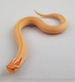 PL SCA 15g F.jpg