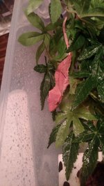 IMG_20180908_104453280.jpg