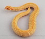 PL SCA 22g F.jpg
