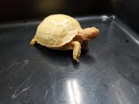 albinopic9.jpg