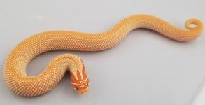 PL SCA 32g F.jpg