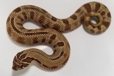 PL Striped A HA M.jpg