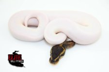 MahoganyPiedMale-150g.jpg