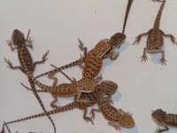 15 babies 024.jpg