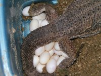 Beardie Eggs 005.jpg