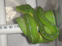 green tree pythons 398.jpg