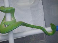 green tree pythons 386.jpg