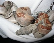 My Snakes 023.jpg