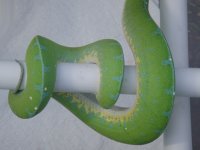 green tree pythons 387.jpg