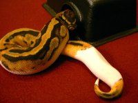 Pied1.jpg
