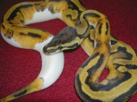 pied3.jpg