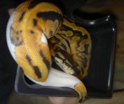 pied4.jpg