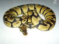 Pastel Female.JPG
