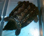 alligator snapper.jpg