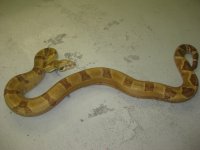 bretts pets 025.jpg