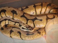 green tree pythons 390.jpg
