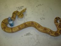 bretts pets 026.jpg
