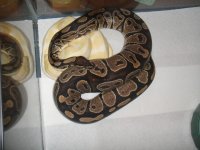 green tree pythons 394.jpg