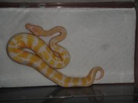 green tree pythons 404.jpg